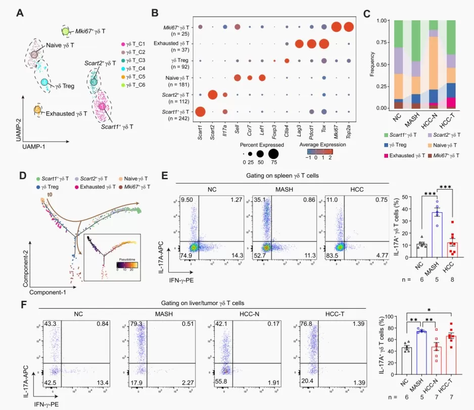 Figure 3. Immunosuppressive and exhausted γδ T cells were induced in the liver during the transition from MASH to HCC (Huang et al., 2025)